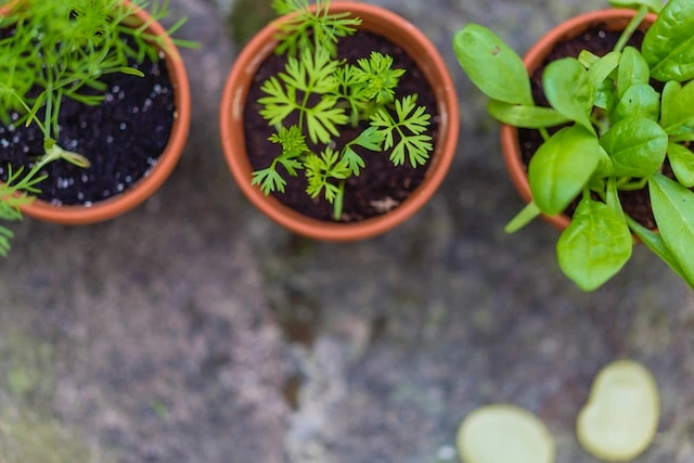 Plantas con Bioingeniería en SofTim