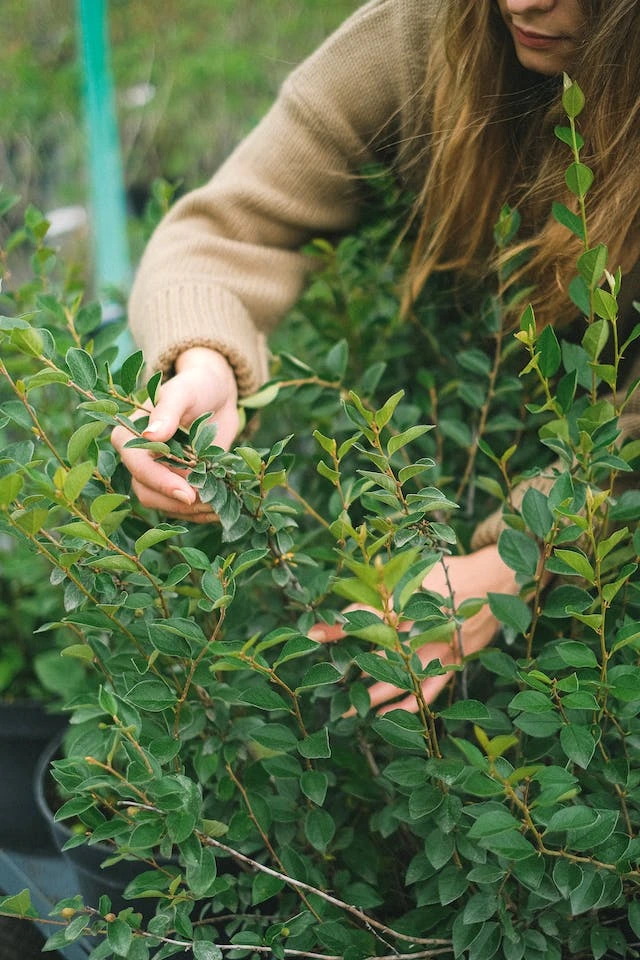 Plantas con Bioingeniería en SofTim